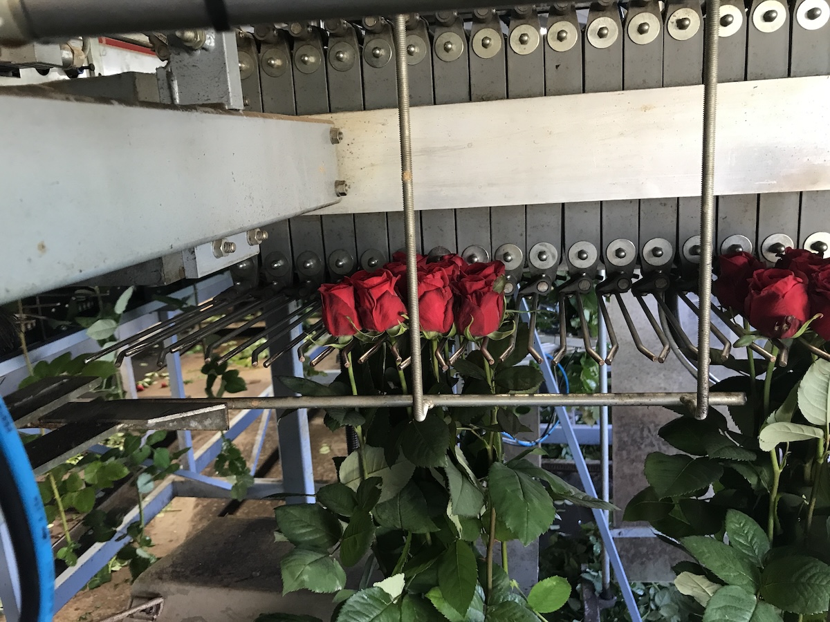 Flower Processing Facility